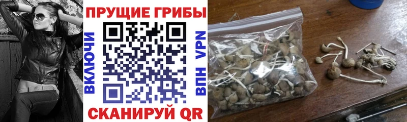 Псилоцибиновые грибы GOLDEN TEACHER  Сураж 